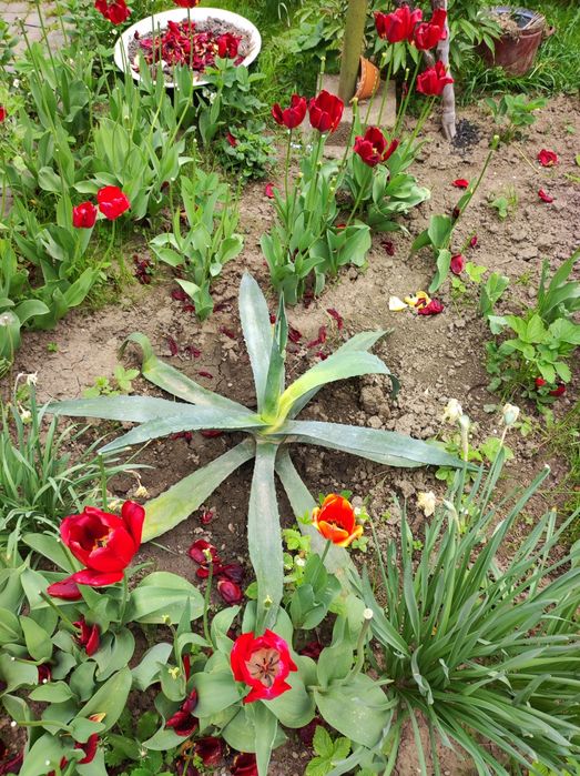 Агава мексиканська.