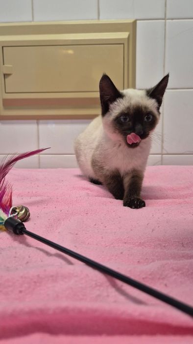 Gatinhas bebés já estetilizadas para adoção