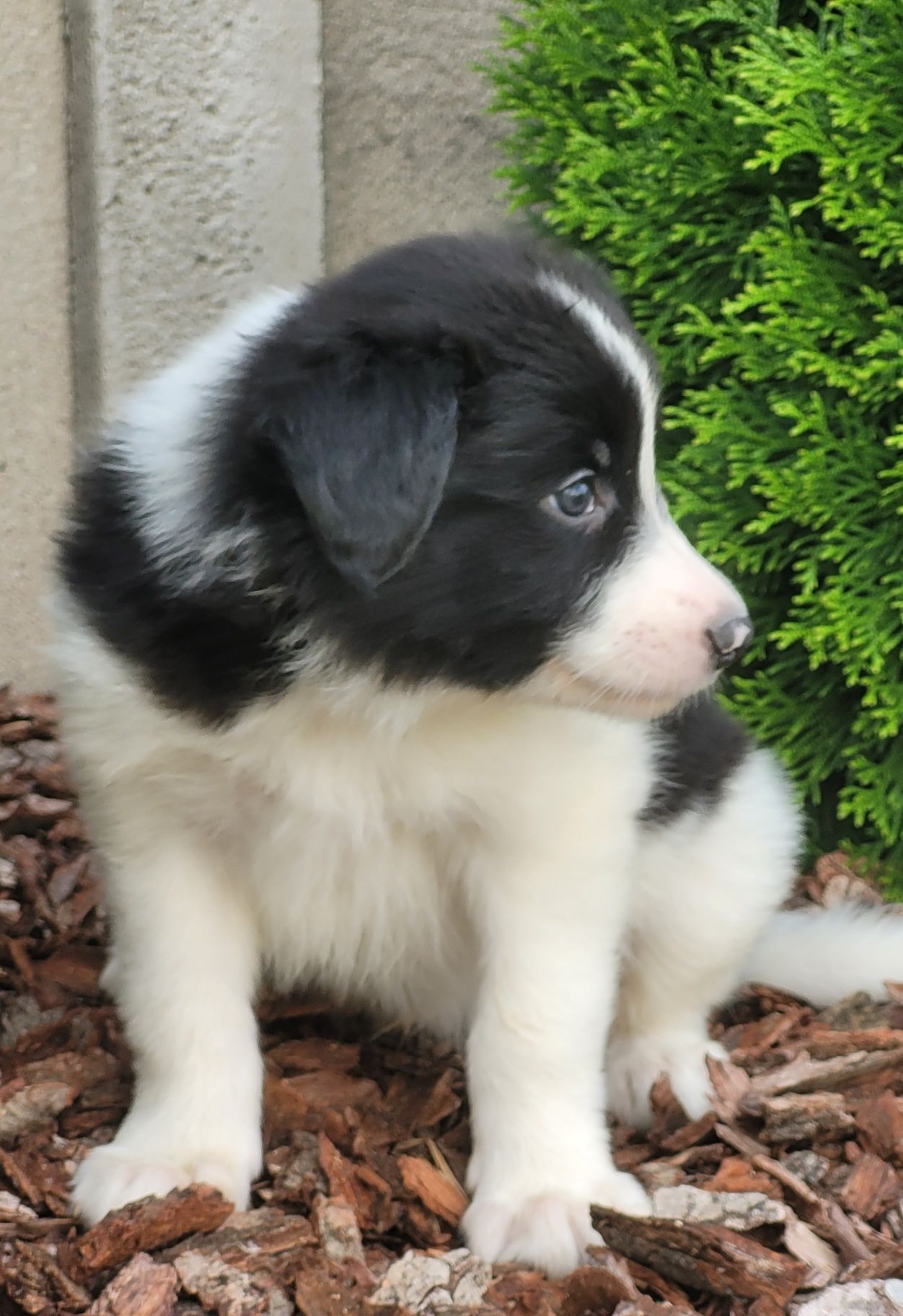 Border Collie Szczeniak Śliczny Zapraszam