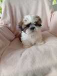 Shih Tzu szczeniaczek tri color