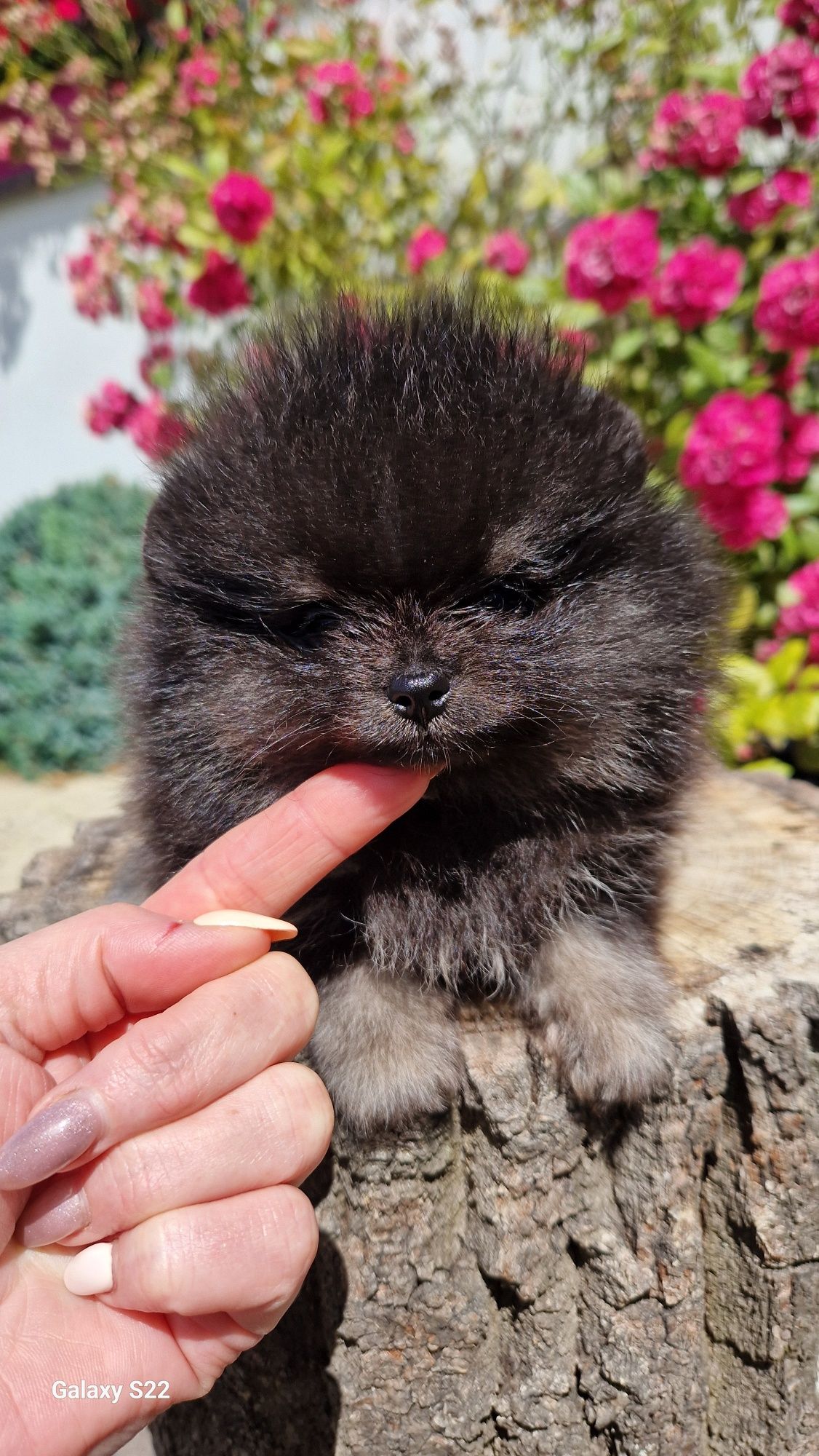 Szpic miniaturowy pomeranian