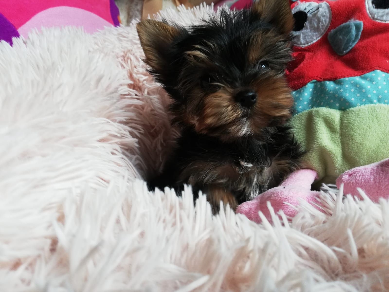 Yorkshire Terrier śliczny piesek