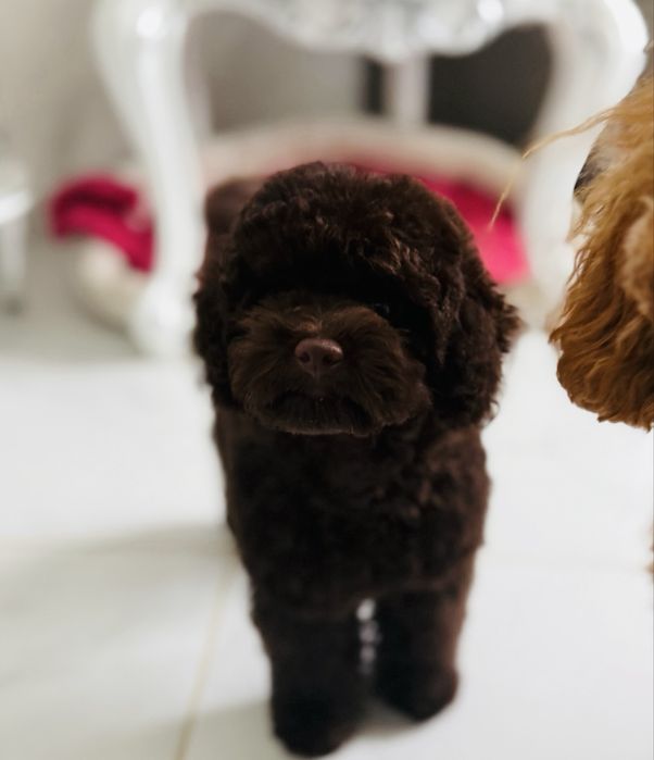 brązowy pudel fci 7m