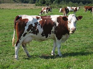 Mleko krowie ekologiczne z certyfikowanego gospodarstwa