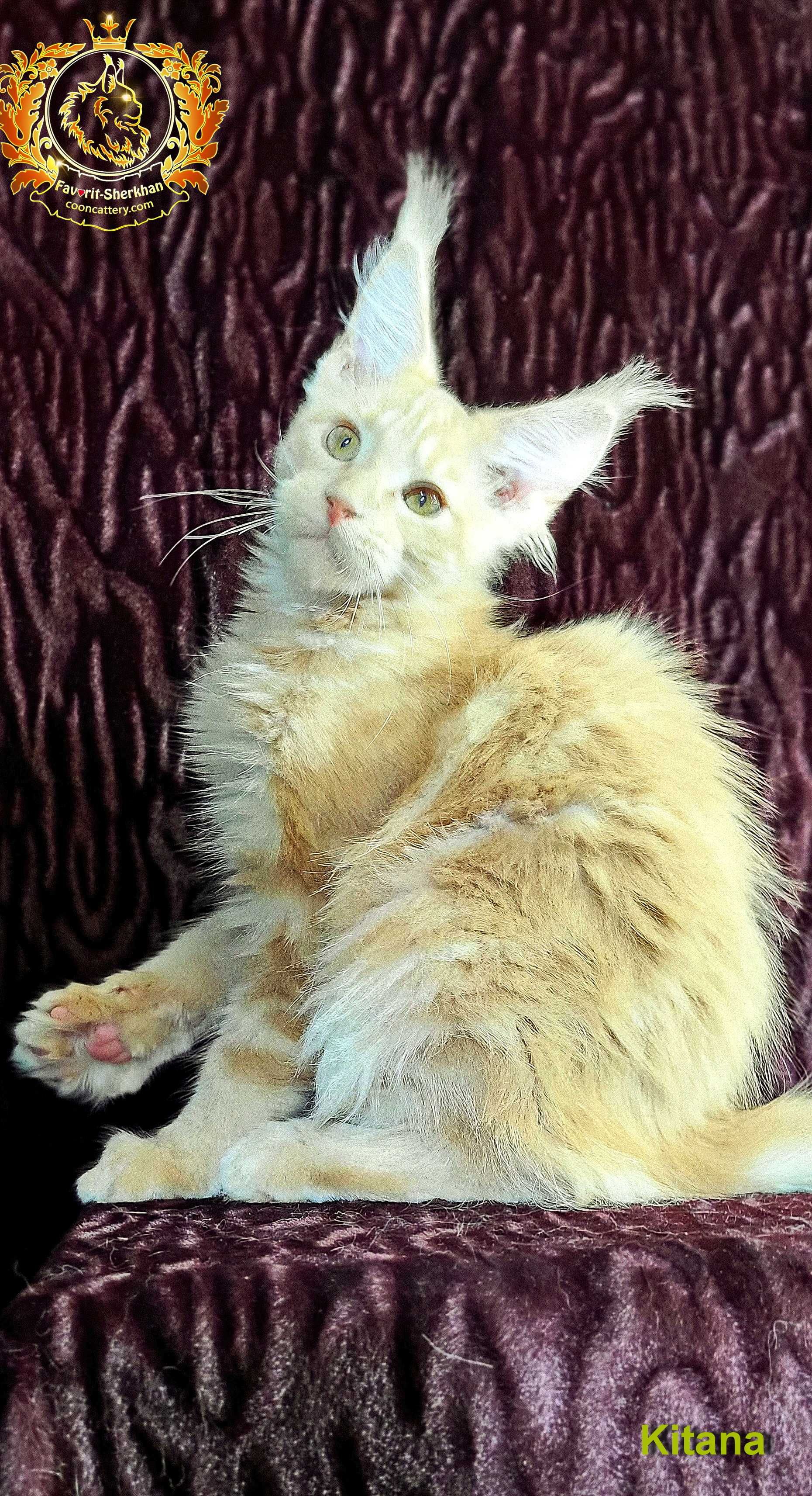 Шикарные котята из питомника