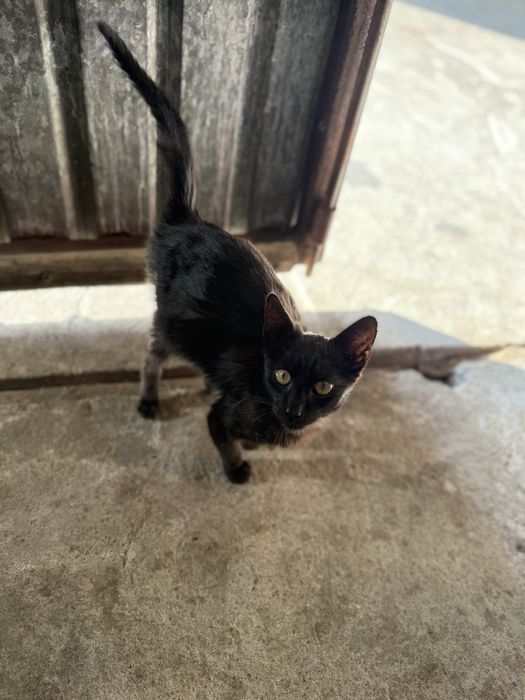 Kocurek szuka domu - kot do adopcji