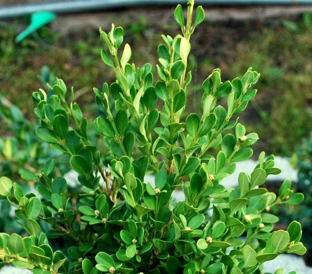 Bukszpan drobnolistny 'Trompenburg' Buxus 033