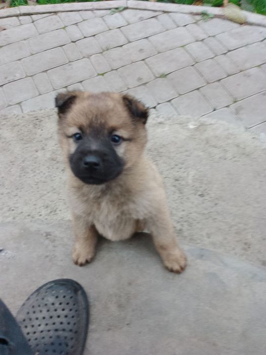 Щенки мама бельгийская овчарка, папа без породы