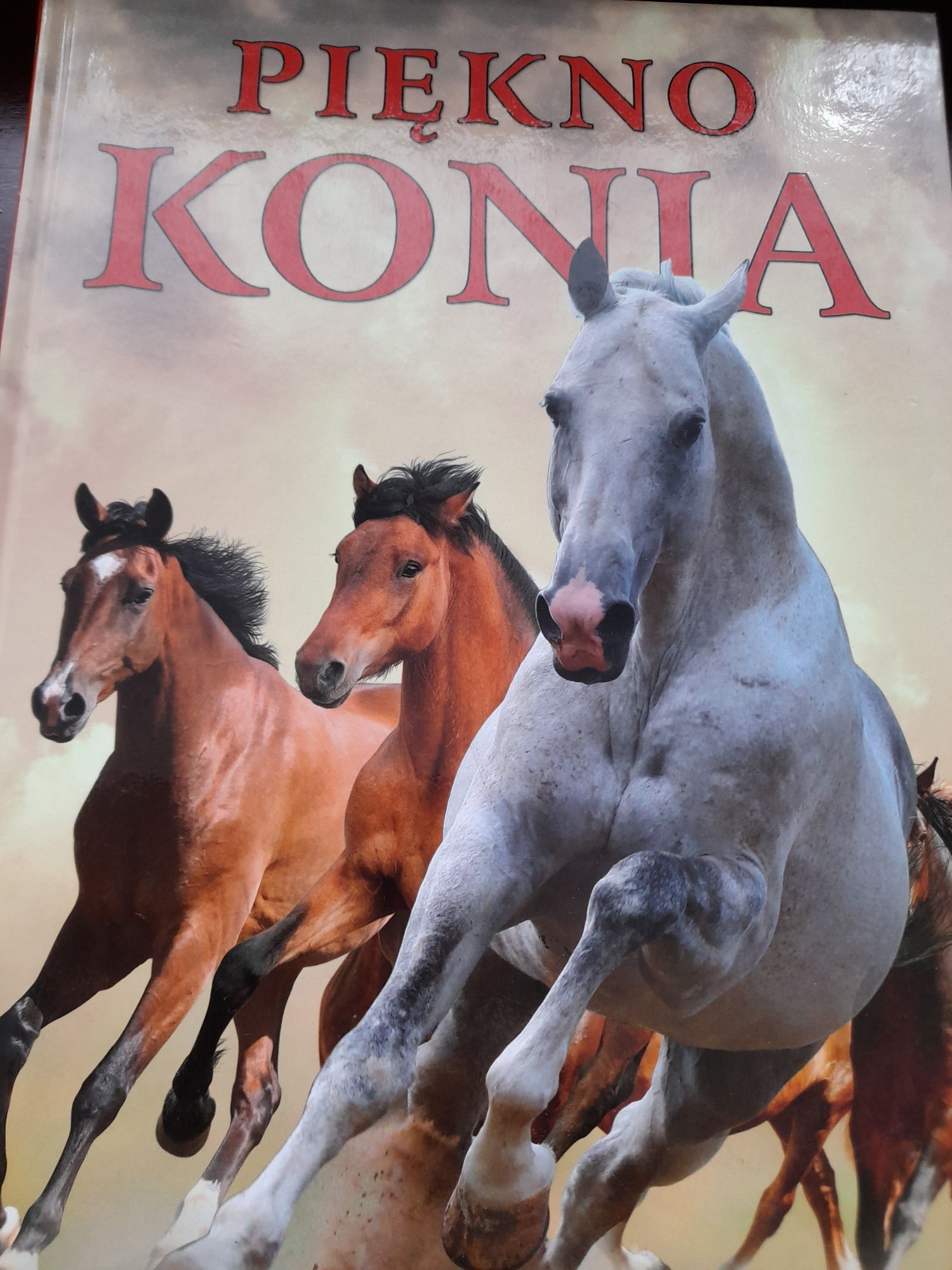 Piękno konia nowy album