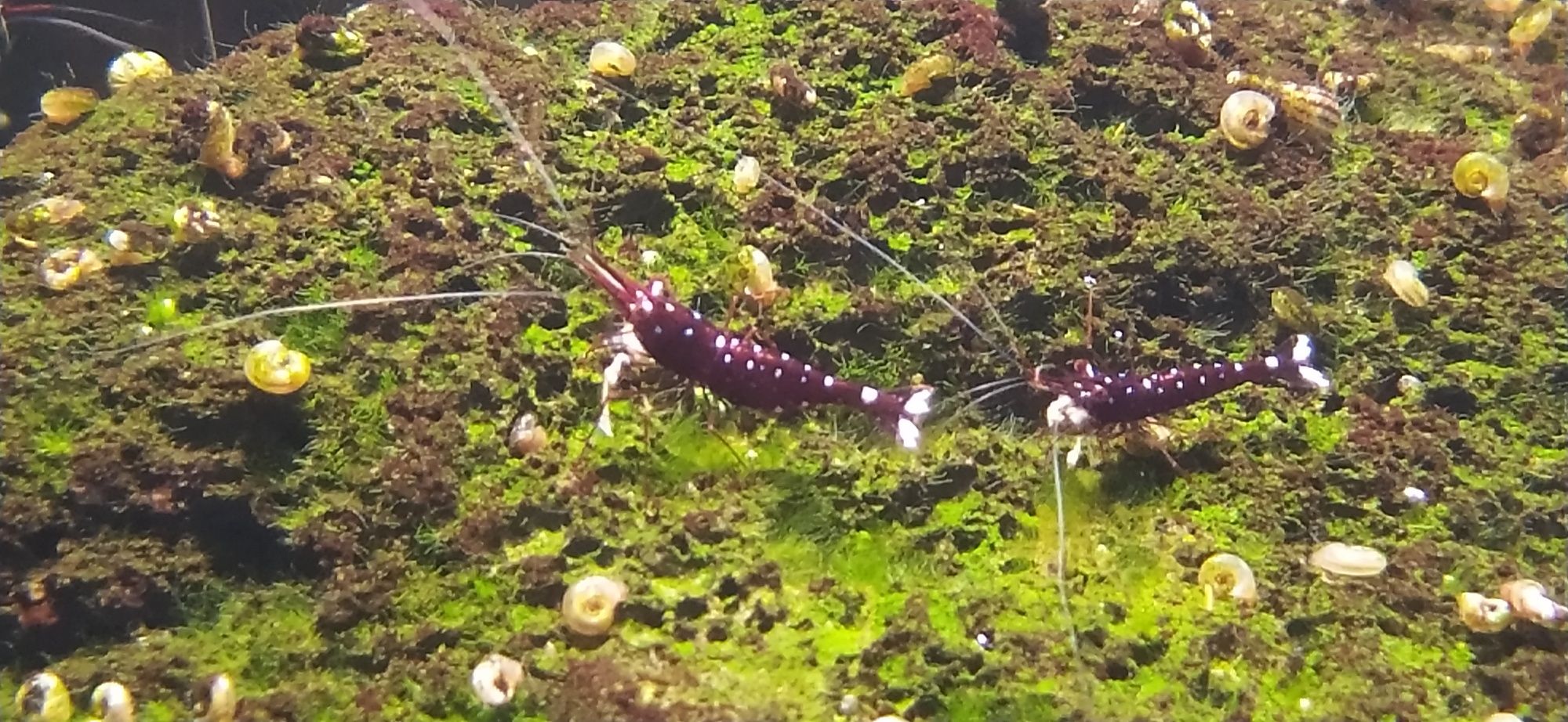 Krewetka KARDYNALNA - Sulawesi (Caridina Dennerli)