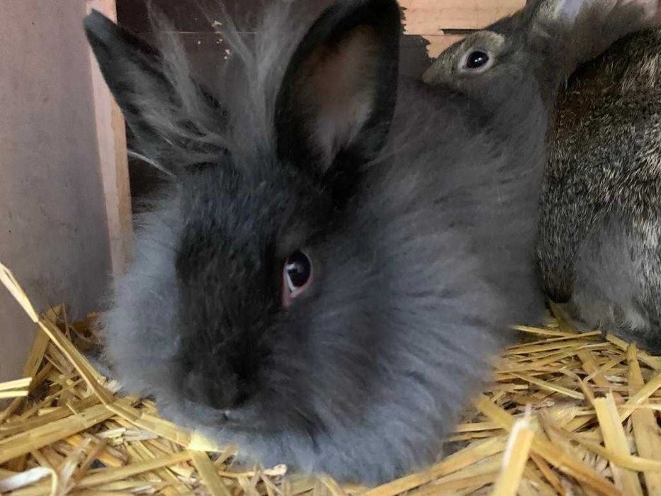 Króliczek królik miniaturka