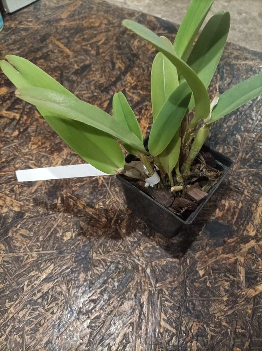 Орхідея Cattleya maxima