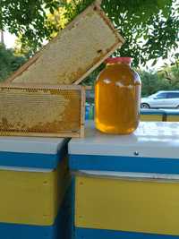 Мед з липи натуральний з власної пасіки