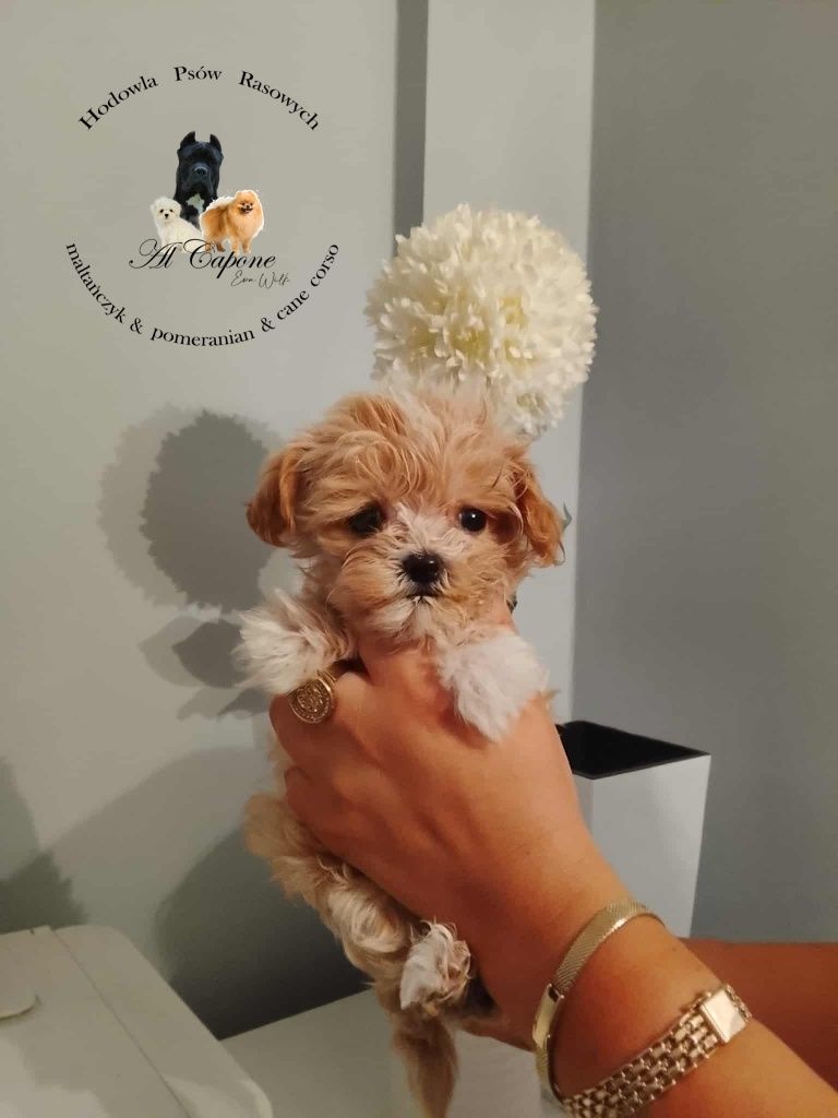 Suczka maltipoo xxs mini