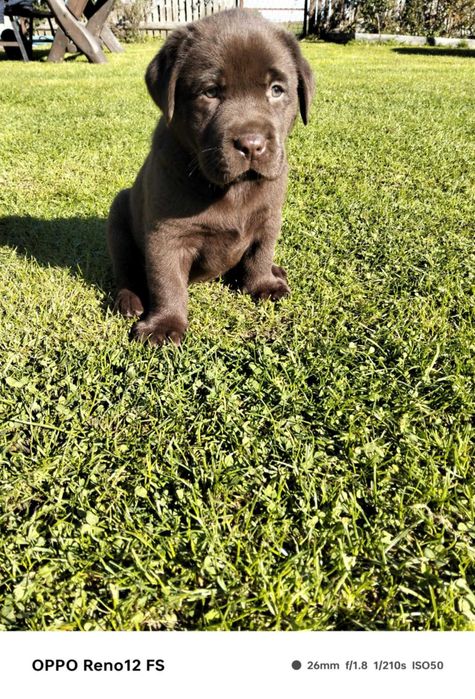 Szczeniak Labrador