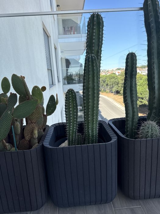 Vasos grandes com cactos