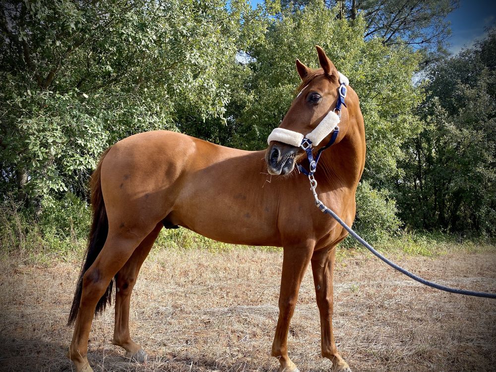 ‼️ Cavalo Lusitano Exclusivo ‼️