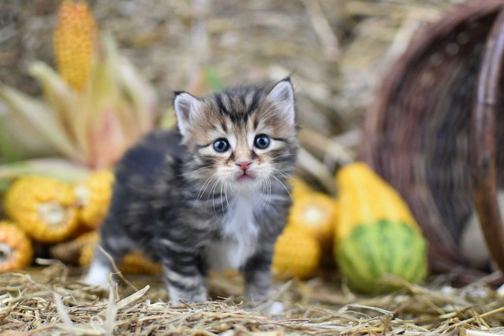 Kurylski Bobtail- Kocięta Rodowód FPL/FIFE- Hodowla Dynastia Kuryla*PL