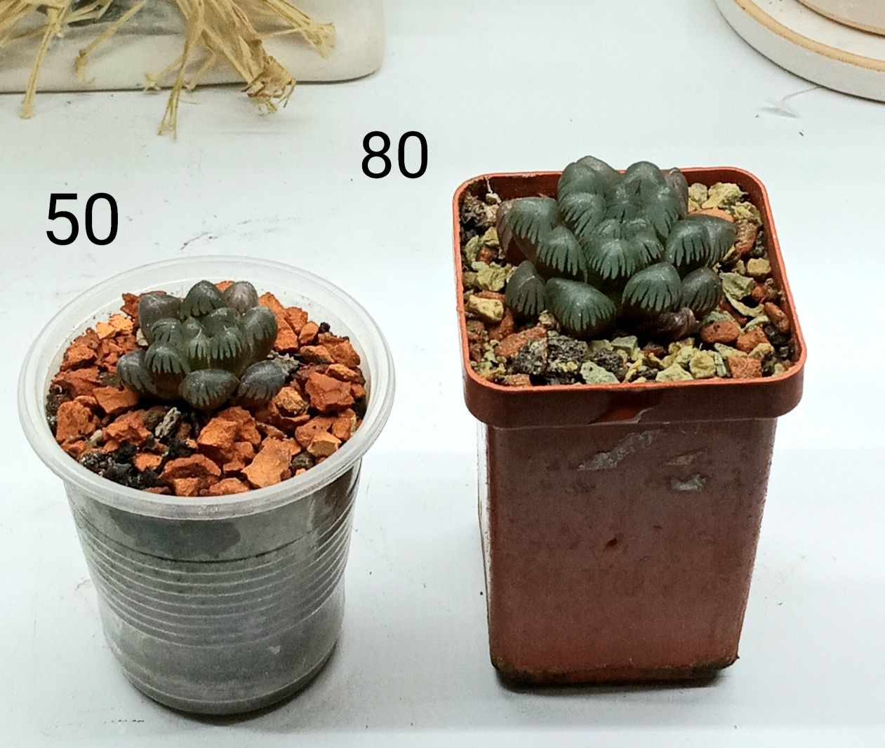 Хавортия (H. cooperi v. truncata)