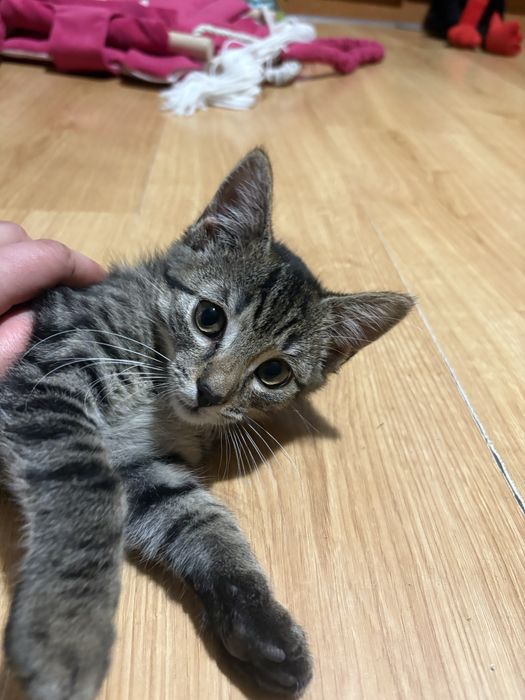 Młodziutka kotka szuka domu