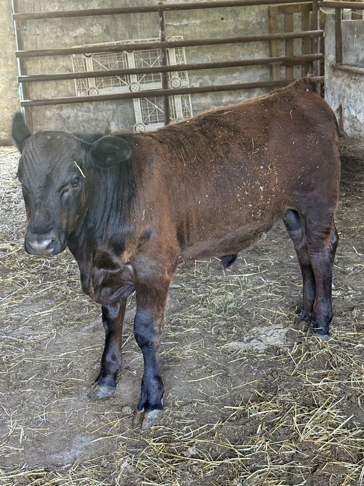 Vitelo angus com 10 meses