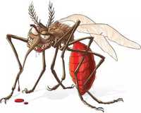 Opryski przeciw komarom i kleszczom