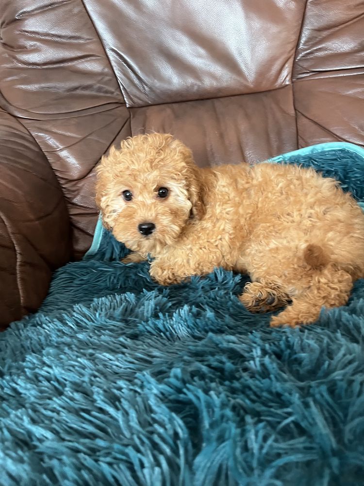 Cavapoo suczka do odbioru