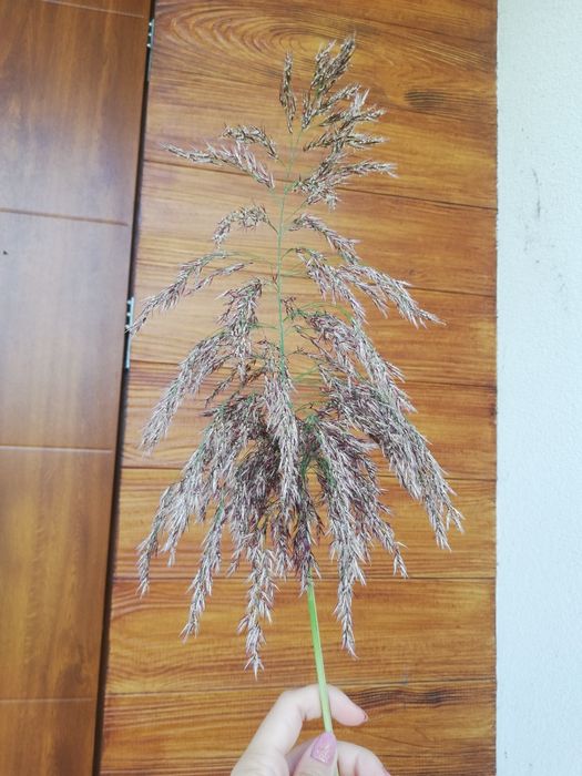 Naturalna trawa ozdobna