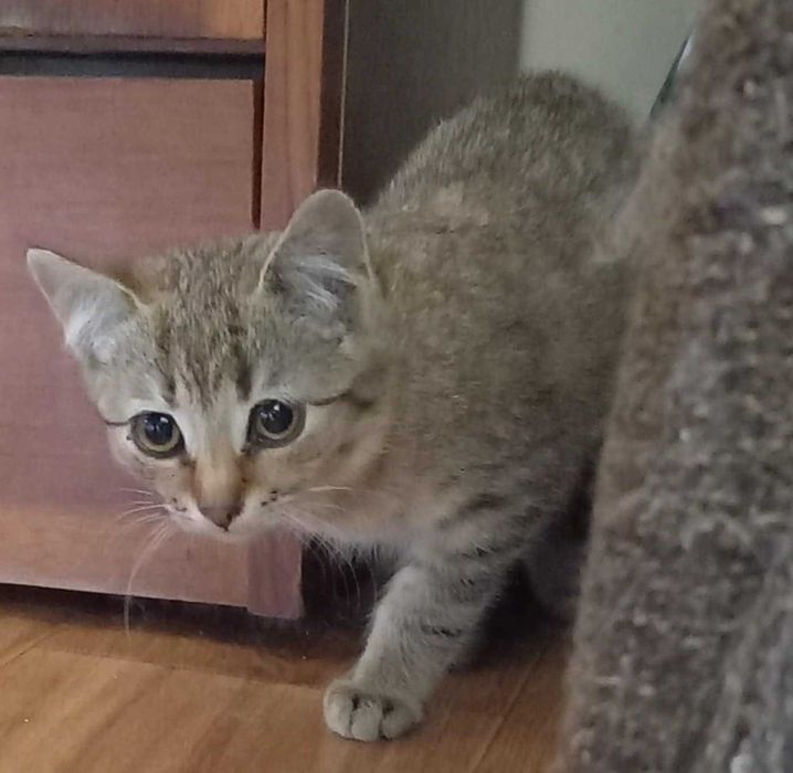 Dziunia - kocię urodzone w pierwszej połowie czerwca br.