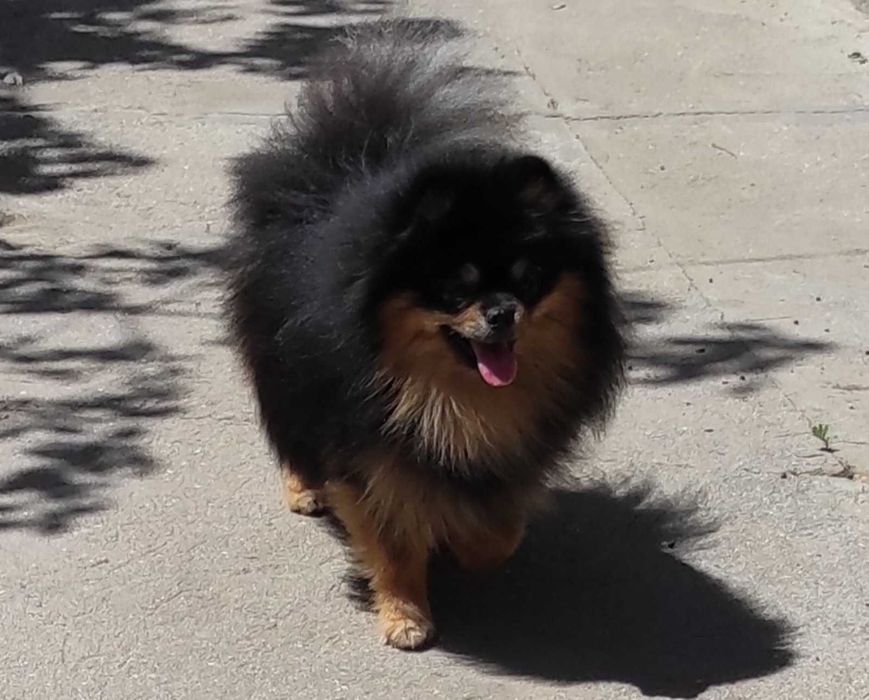 Подрощеный мальчик черноподпалый померанского шпица,бюджетно