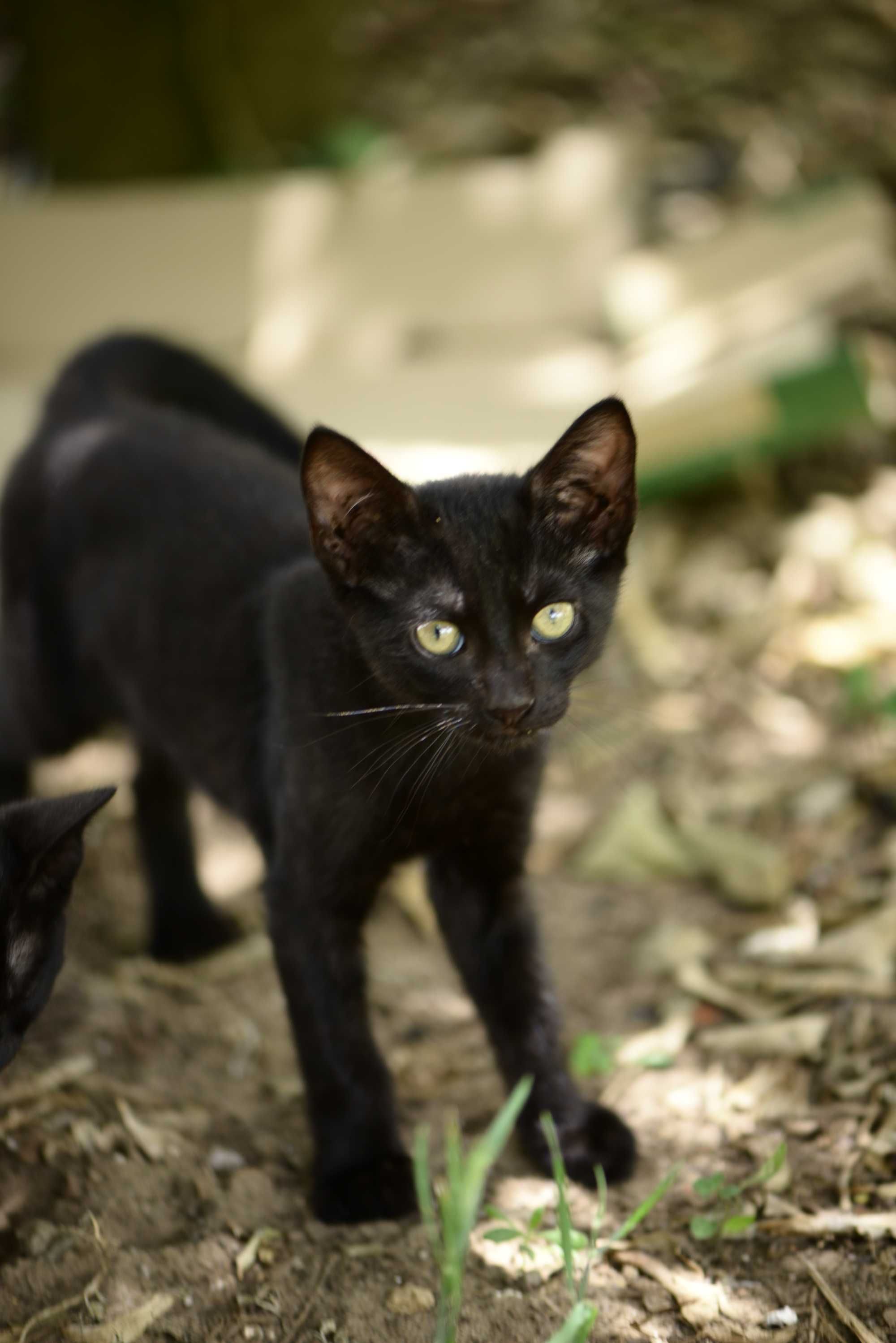 Gatinho (Pequeno 2,3 meses)