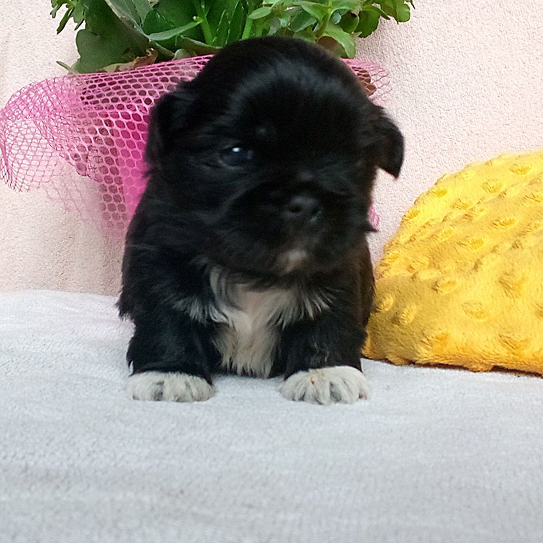 Shihtzu uroczy chłopak