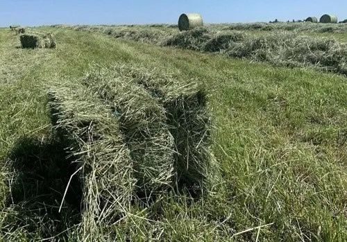 ДЕКОР  2025р. СІНО в тюках від 1 шт. ДЕКОР.  ДОСТАВКА