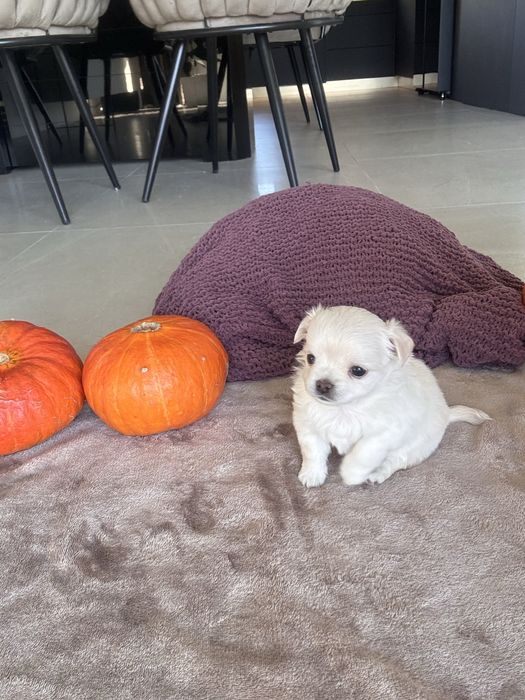 Chihuahua FCI ZKWP Sunia