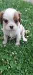 Suczka Cavalier king charles spaniel blenhein