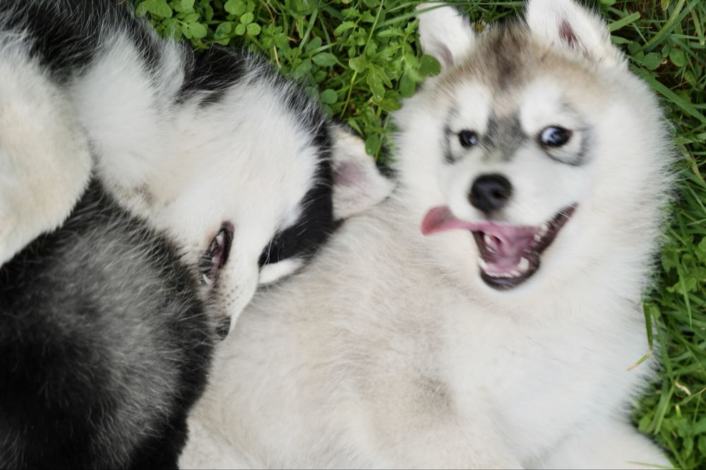 Wybitnie obiecujący biało-szary piesek Siberian Husky FCI