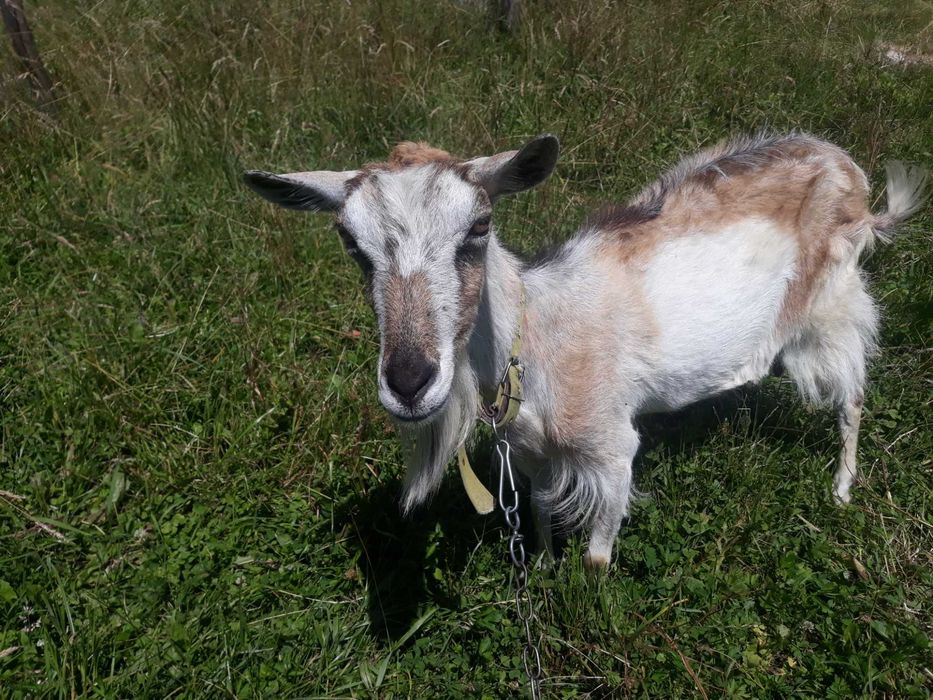 Коза і козенятко