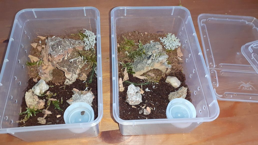 Aphonopelma anax l7