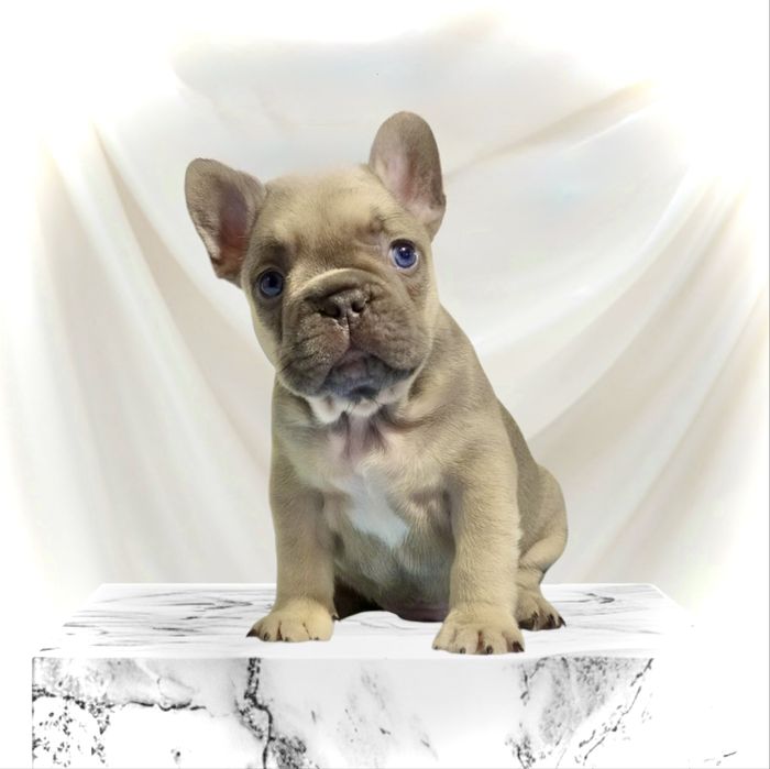 Французики супер якість , хлопчики та дівчатка