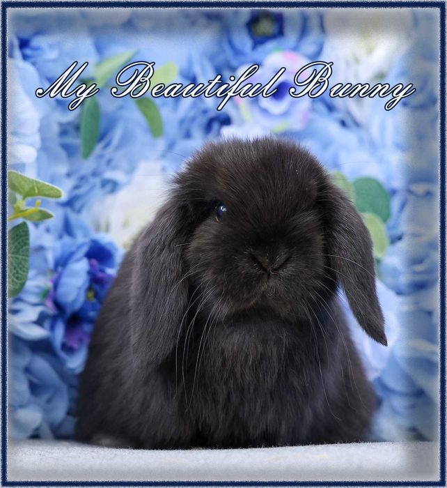 Piękny Młody Królik Mini Lop - Black