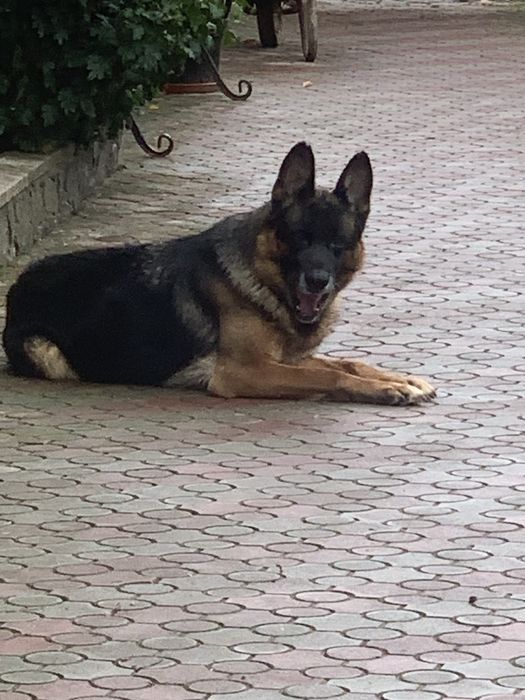 Цуценята Німецької вівчарки