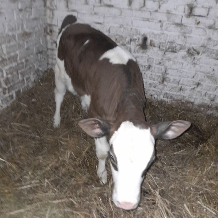 Продам теличку на корову.