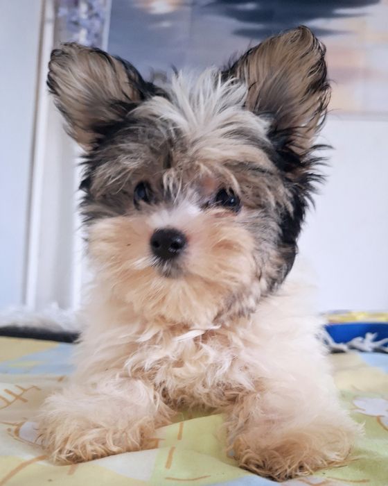 Mini york biewer Alinka- mama waga 2.40kg , tata 1.90kg