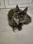 Kotka maine coon niebieski szylkret po sterylizacji
