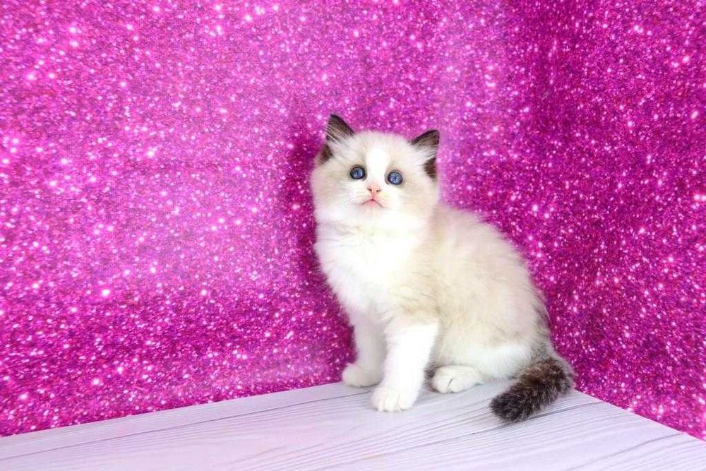 Чарівний пухнастий хлопчик регдолл с добрими навичками