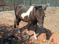 Cavalo Jovem macho