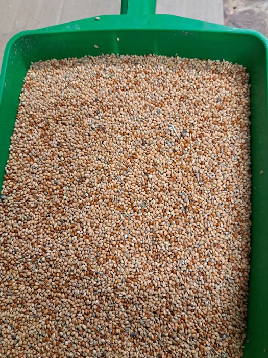 Proso mix 3,5zł kg za 25kg cena 87,5zł papuga,zeberki,egzotyka