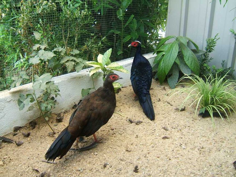 Machos de faisão Edwards