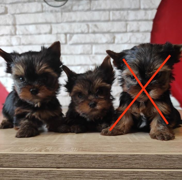 Yorkshire terrier