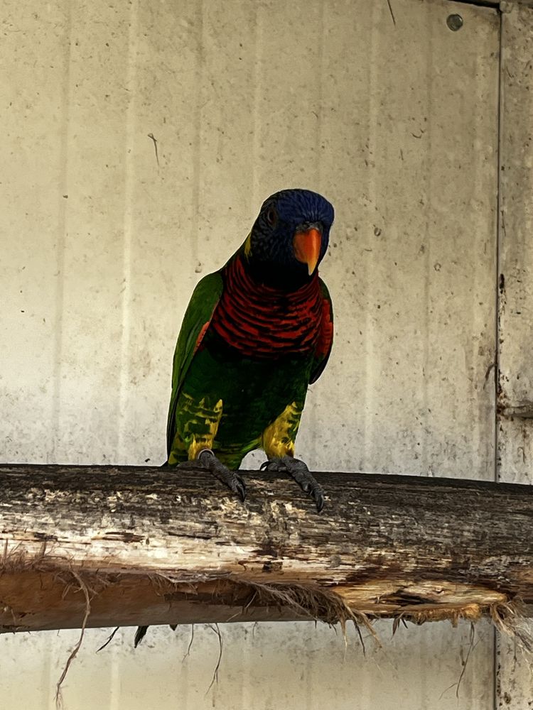 Loris    Arco  Iris